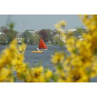 1160_01 bluehende Forsythien am Alsterufer - ein Segelboot und Tretboot auf dem See. | 